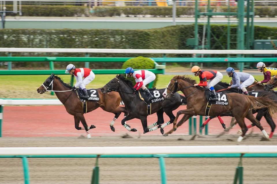 Tokyo Horse Racing Tour with Local Fans (Entry Ticket Included)